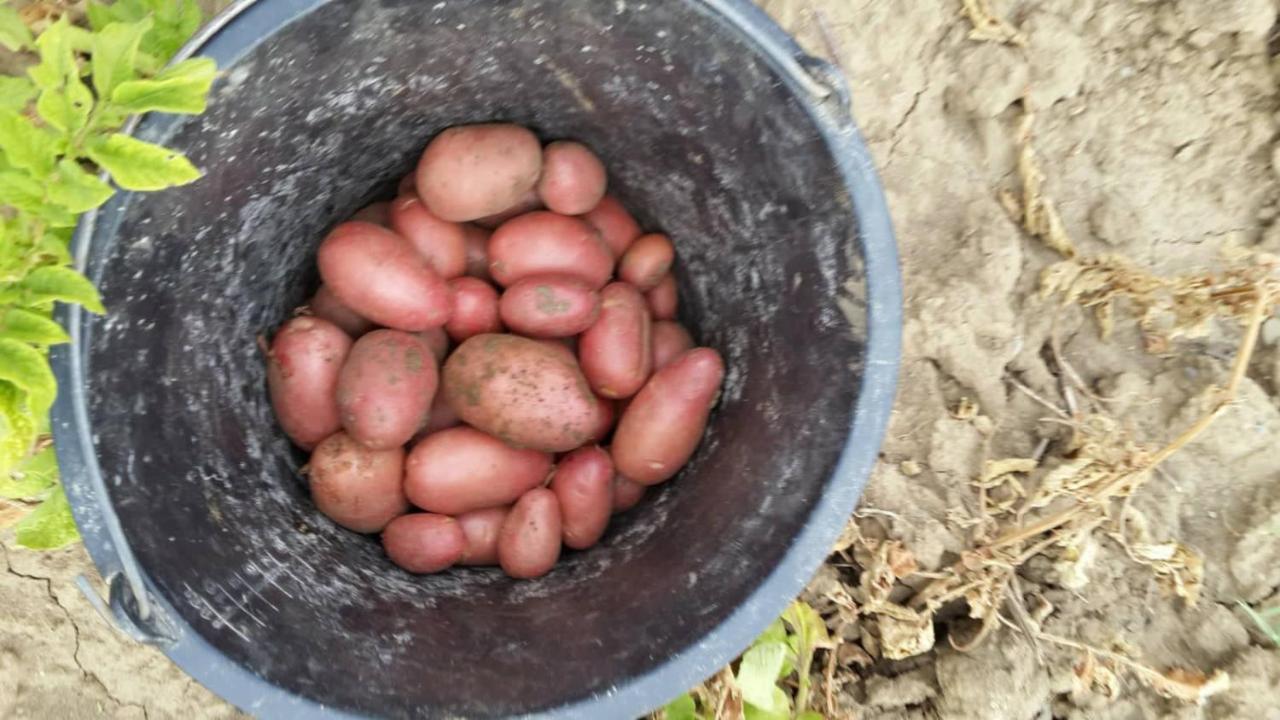 Auberge Dardara Derdara Eksteriør billede